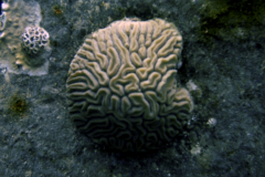 Braincoral