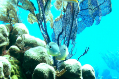 Butterflyfish