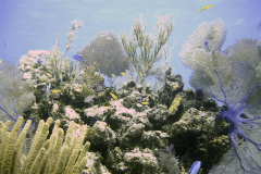 Coralhead3