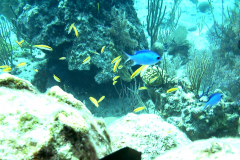 Coralhead4