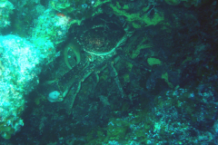 Crab