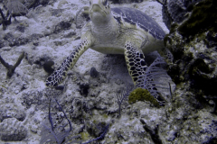 Greenturtle