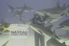 HollySharks