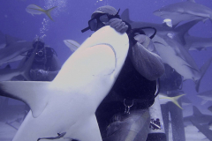JJShark