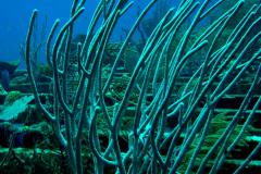 LastShipwreck