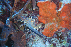 Lobster