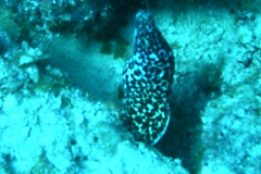 Morayeel