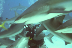 PeanutShark2