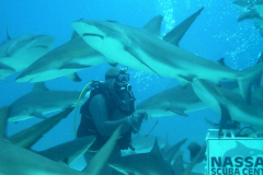 PeanutShark3