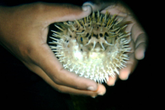 Pufferfish