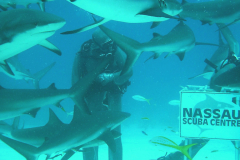 Sharks