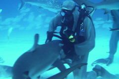 Sharkwrangler