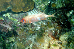 Squirrelfish