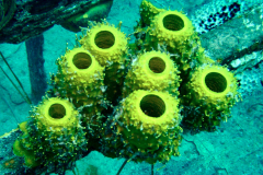 Tubesponge