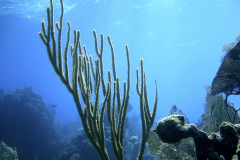 coral