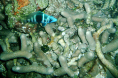 coral2