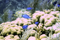 coralhead