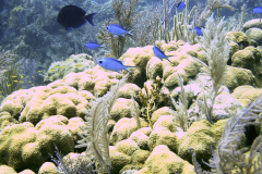 coralhead2