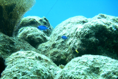 coralhead5