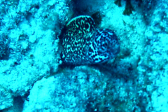 morayeel2