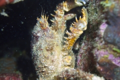 Alexis's Crab