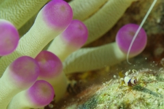 Anemone Shrimp