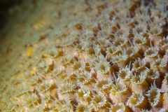 Macro Coral