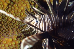 Lionfish