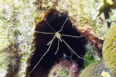 Arrow Crab