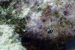 Baby Trunkfish