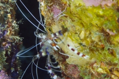 Banded Cleaner Shrimp