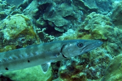 Barracuda