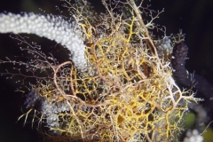 Basket Star