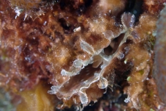 BiValve