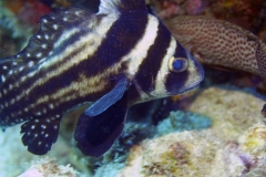 Big Spotted Drum