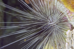 SeaUrchin