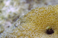 Ity Bity Blenny