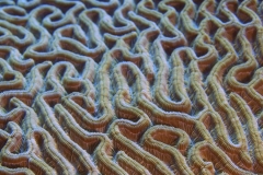 Brain Coral
