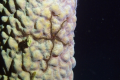 Brittle Star & Sponge