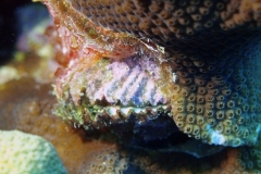 Clam