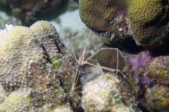 Arrow Crab