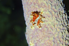 Small Crab