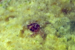 Crab