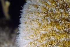 Feeding Coral