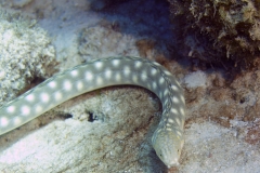 White Spotted Eel