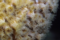 Feeding Coral