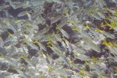 Goat Fish School