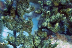 Brittle Stars and Sponge