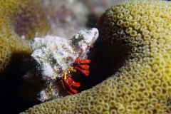 Hermit Crab