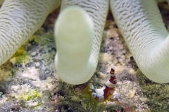 Anemone Shrimp